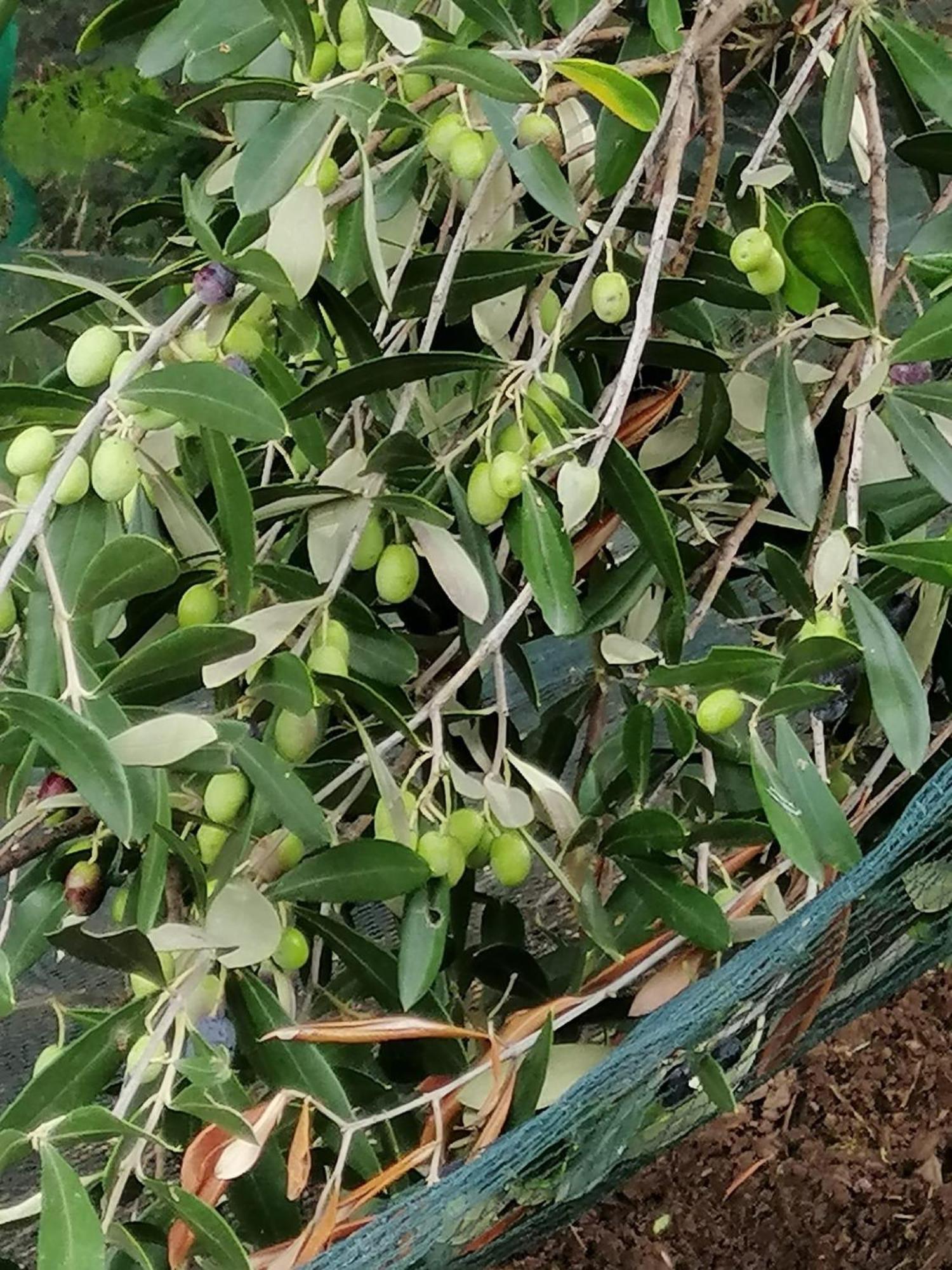 Corte Degli Ulivi Terradura 外观 照片